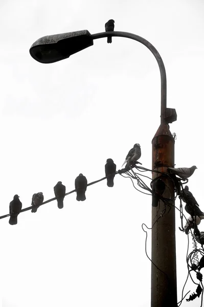 Elektrik kablo üzerinde dinlenme kuşlar — Stok fotoğraf