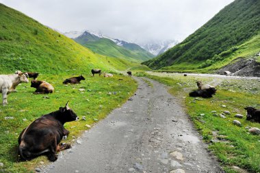 alpine mera üzerinde ineklerin