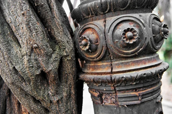 Creeper plant and rusty pole — Stock Photo, Image