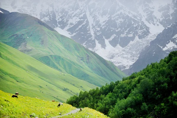 Vacas en pastos alpinos — Foto de Stock