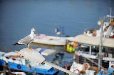 martı bir Harbor