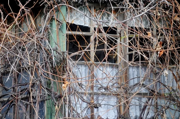 Terk edilmiş bir ahşap evde büyümüş bitkiler kapak — Stok fotoğraf