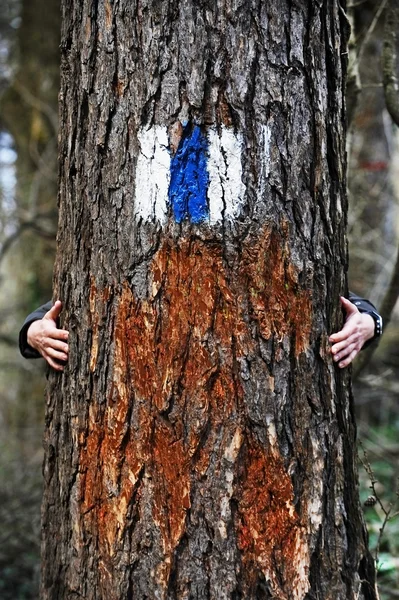Hände umarmen einen Baum mit einem Wanderzeichen — Stockfoto