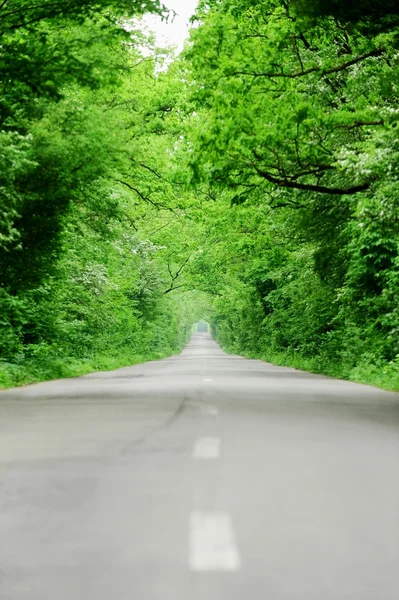 Leere Straße durch den Wald — Stockfoto