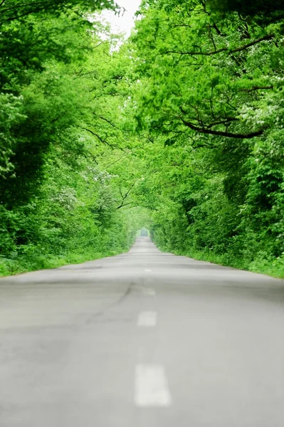 空路穿过森林 — 图库照片