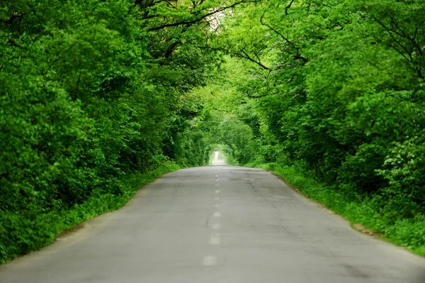 Leere Straße durch den Wald — Stockfoto