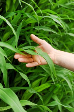 Mısır yaprak tutan el