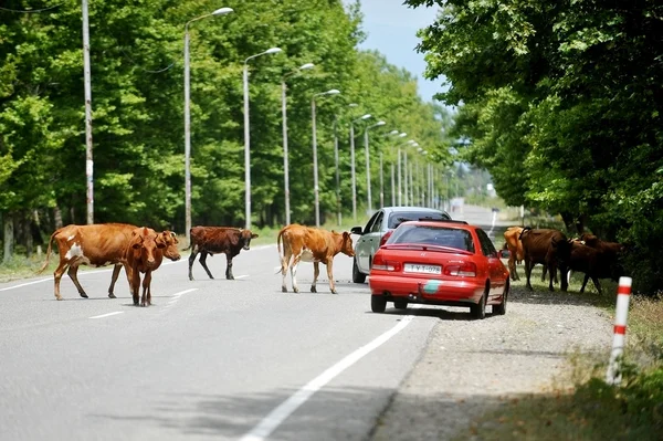 Cows on the road in Georgia — Stock Photo, Image