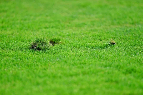 Detail with damaged turf — Stock Photo, Image