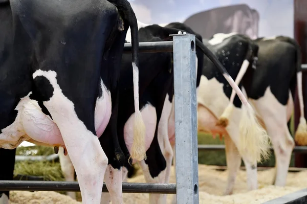 Huge Holstein cow udder — Stock Photo, Image