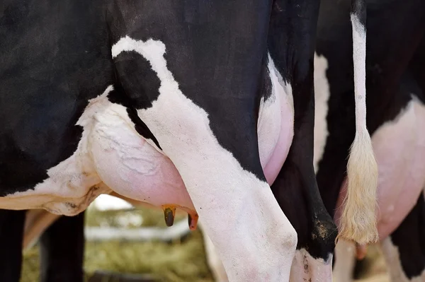 Huge Holstein cow udder — Stock Photo, Image