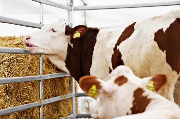 Vacca domestica che pascola in un'azienda agricola — Foto Stock