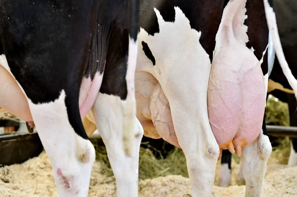 Mammella di vacca Holstein piena di latte — Foto Stock