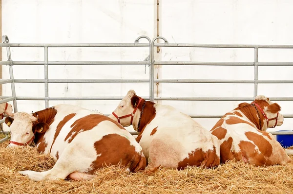 Vacca domestica che pascola in un'azienda agricola — Foto Stock