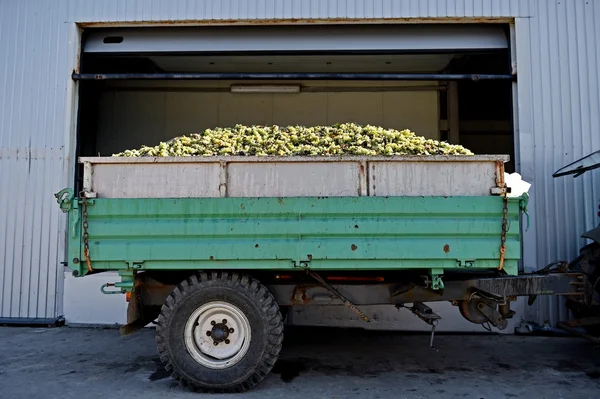 Rimorchio pieno di uva bianca dopo la vendemmia — Foto Stock