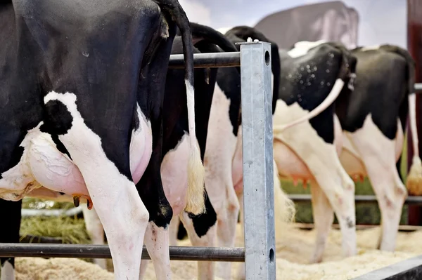 Holstein cow udders in a farm — Stock Photo, Image