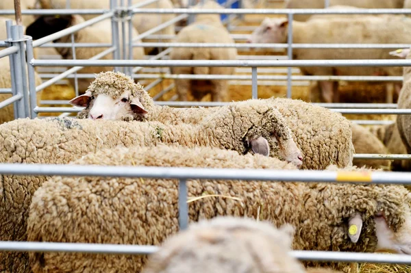 À l'intérieur d'une ferme ovine — Photo