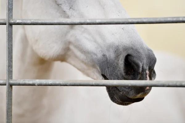 White horse nose detail — Stock Photo, Image