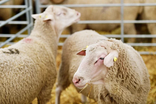 Pâturage de moutons dans une ferme ovine — Photo