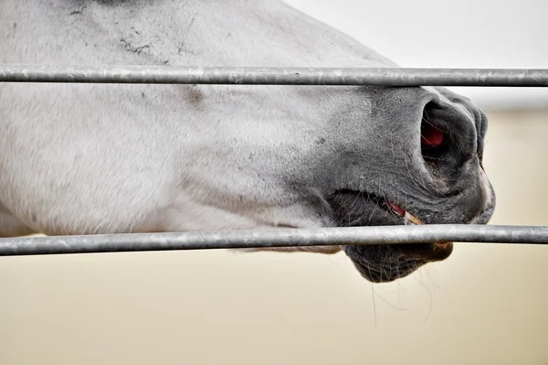Деталі білого коня носа — стокове фото