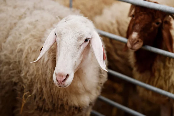 Sheep inside a farm — Stock Photo, Image