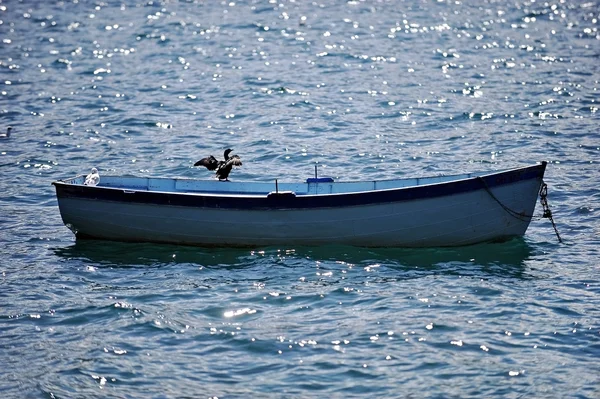 Kormoran auf einem Fischerboot — Stockfoto