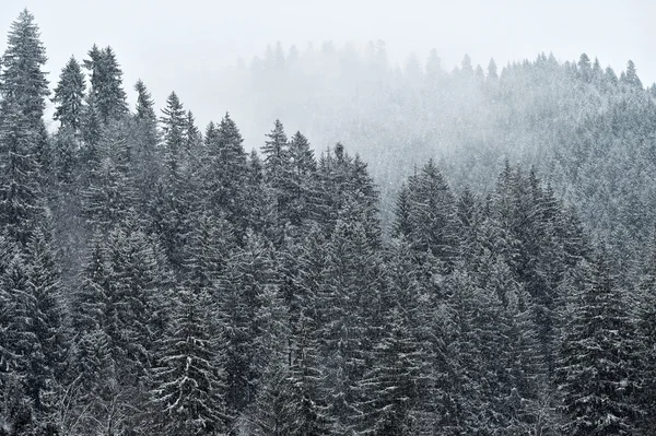 Snowfall on a pine tree forest — Stock Photo, Image