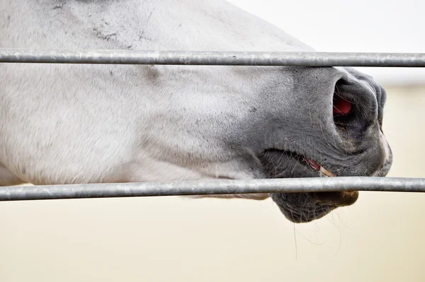 White horse nose and mouth detail inside pen — Stock Photo, Image