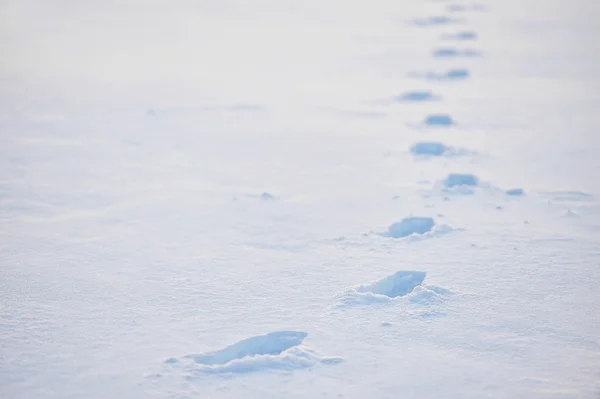 Voetafdrukken in diepe sneeuw — Stockfoto