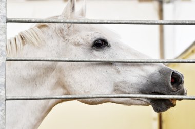 White horse baş ayrıntılı bir çiftlik içinde