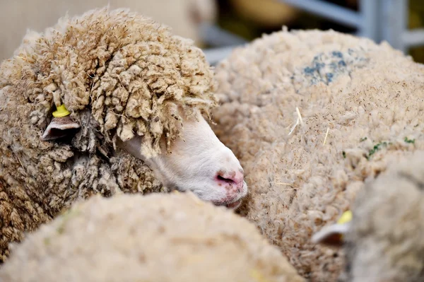 Ovejas hacinadas dentro de una granja — Foto de Stock