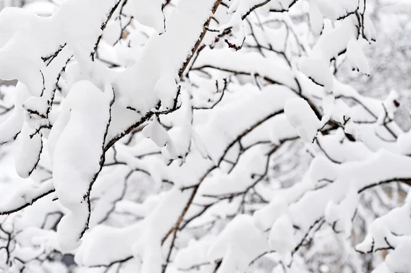 Ramas de árboles después de fuertes nevadas —  Fotos de Stock