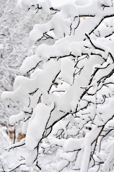 大雪后的树枝 — 图库照片