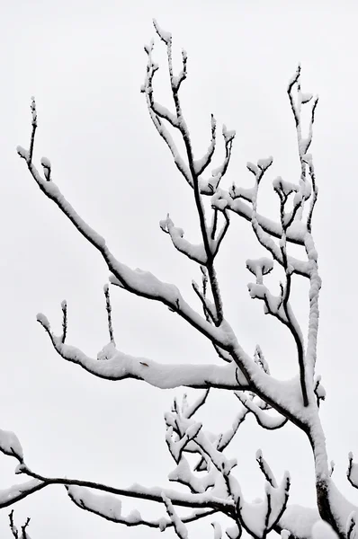 Ramas de árboles después de fuertes nevadas —  Fotos de Stock