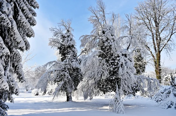 Κλαδιά δέντρων φορτωθεί μετά από βαριές χιονοπτώσεις — Φωτογραφία Αρχείου