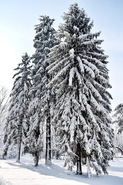 Κλαδιά πεύκου φορτωθεί μετά από βαριές χιονοπτώσεις — Φωτογραφία Αρχείου