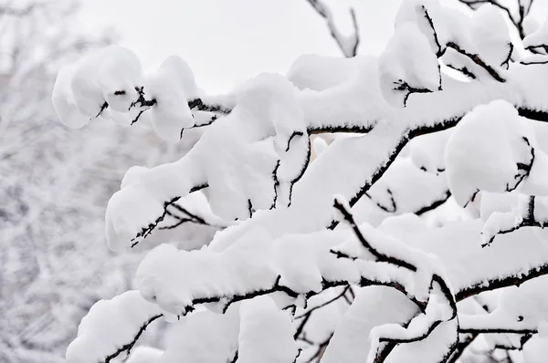 大雪后满载雪的树枝 — 图库照片