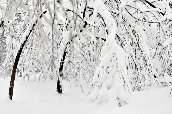 Ramas de árboles cargadas de nieve después de fuertes nevadas —  Fotos de Stock