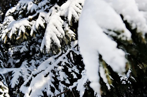 大雪后装载的松树树枝 — 图库照片