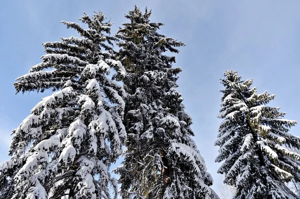 Κλαδιά πεύκου φορτωθεί μετά από βαριές χιονοπτώσεις — Φωτογραφία Αρχείου