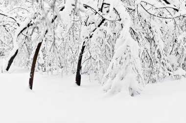 Ağaç dalları sonra yoğun kar yağışı kar ile yüklü