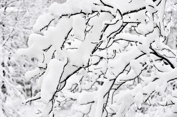 Ramas de árboles cargadas de nieve después de fuertes nevadas —  Fotos de Stock