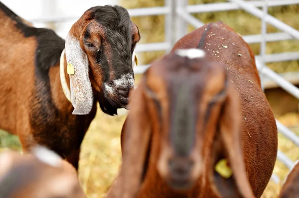 Fåren inne en penna i en Fårfarm — Stockfoto