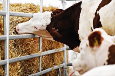 Bir inek çiftliği otlatma inek