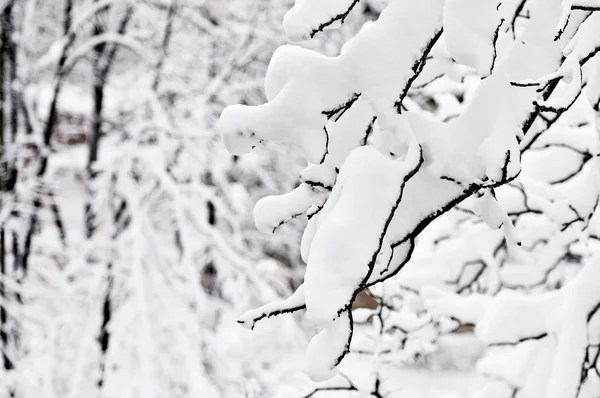 Κλαδιά δέντρων, φορτωμένα με χιόνι μετά από βαριές χιονοπτώσεις — Φωτογραφία Αρχείου