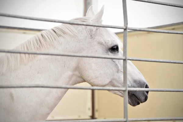 White horse inside a pen — Stock Photo, Image