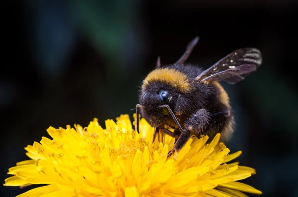 Macro de un abejorro recolectando néctar en flor de Echinacea — Foto de Stock