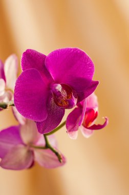 Pembe orkide çiçek sarı bir arka plan üzerinde çizgili.