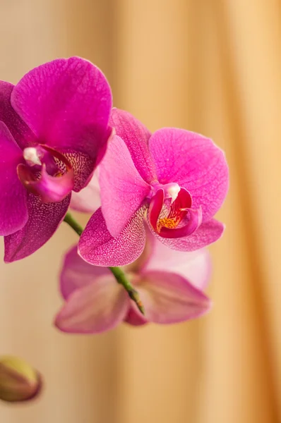 Flor de orquídea listrada rosa em um fundo amarelo — Fotografia de Stock