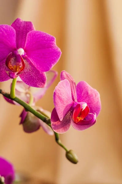 Flor de orquídea listrada rosa em um fundo amarelo — Fotografia de Stock